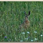 Versteckt im hohen Gras