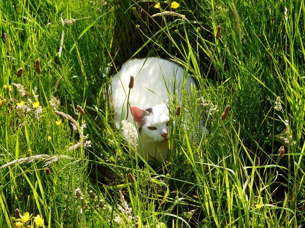 versteckt im hohen Gras