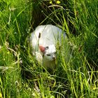 versteckt im hohen Gras