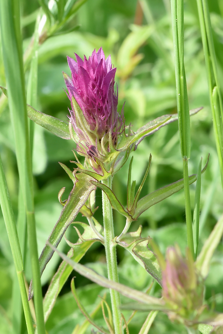 Versteckt im hohen Gras