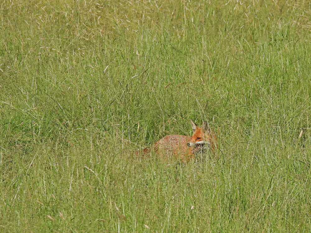 Versteckt im hohen Gras...