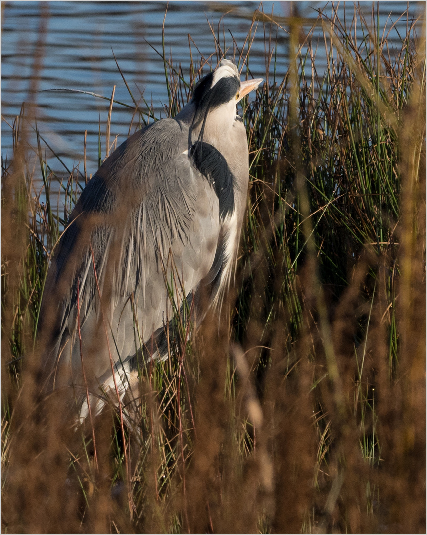 versteckt im hohen Gras  .....