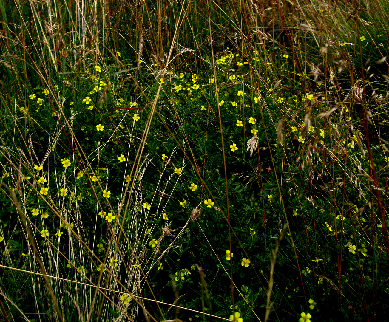 Versteckt im hohen Gras