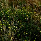 Versteckt im hohen Gras