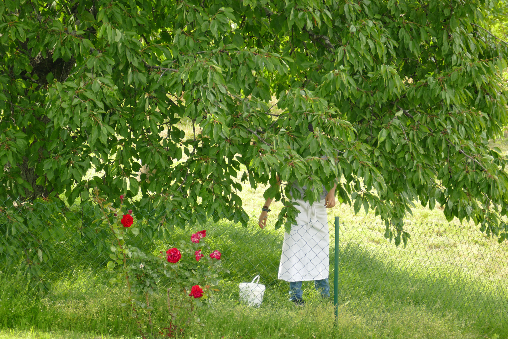 °°°° Versteckt im Kirschbaum....°°°°