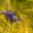 Versteckt im Kornfeld