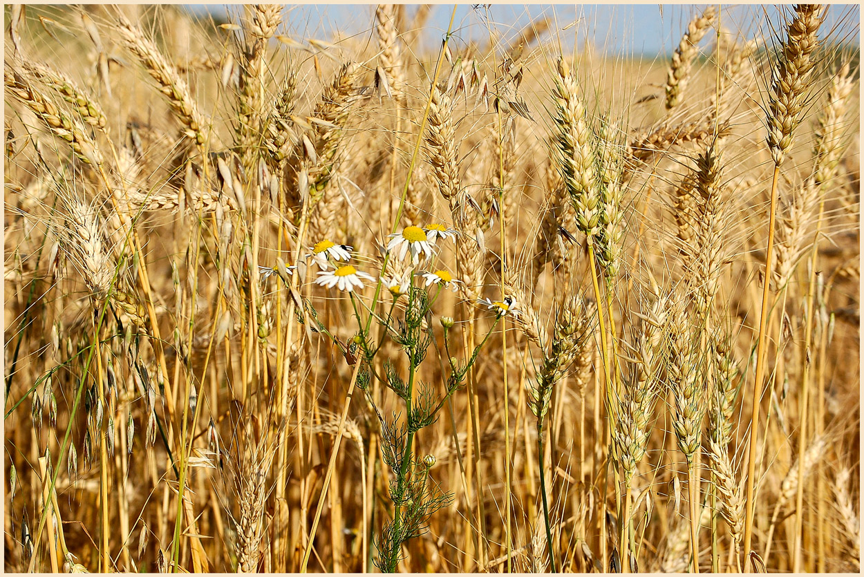 Versteckt im Kornfeld