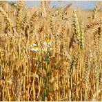 Versteckt im Kornfeld