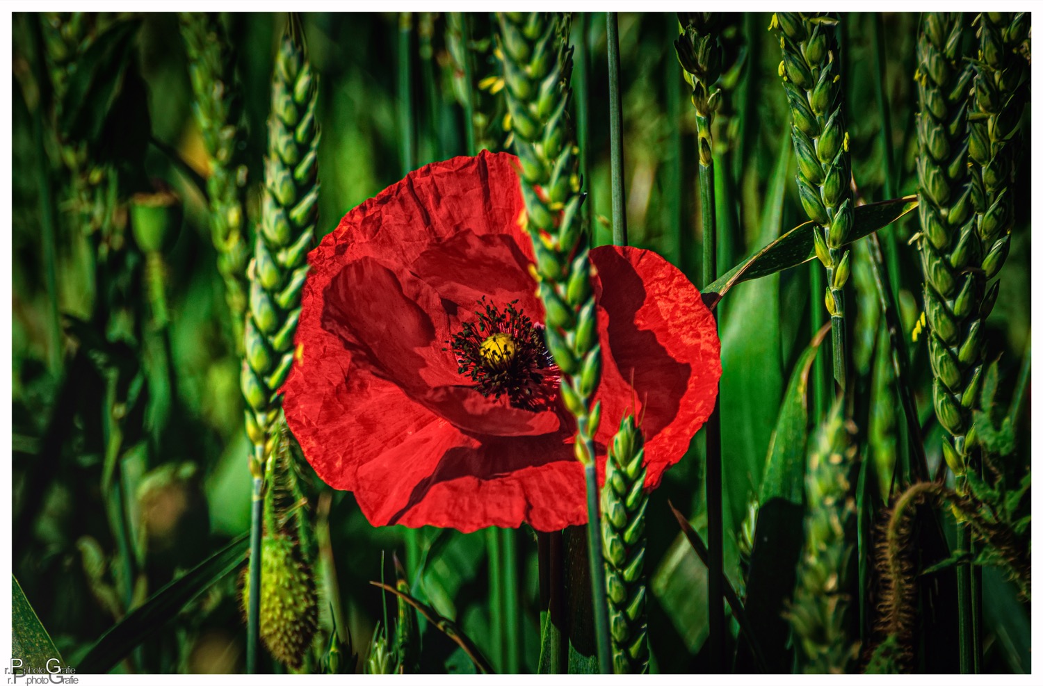 Versteckt im Kornfeld