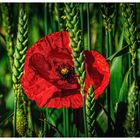 Versteckt im Kornfeld