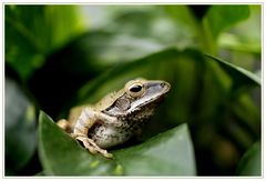 Versteckt im Laub- trotzdem entdeckt!!