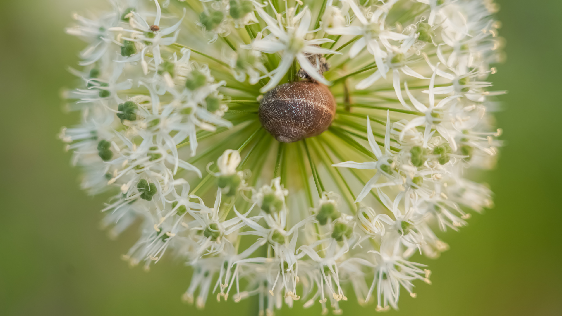 Versteckt im Mittelpunkt der Blume