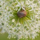 Versteckt im Mittelpunkt der Blume