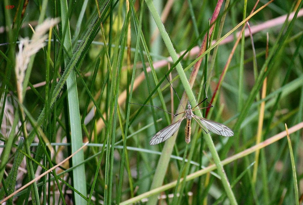 versteckt im Moorgras