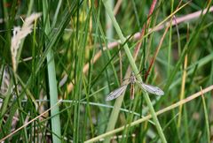 versteckt im Moorgras