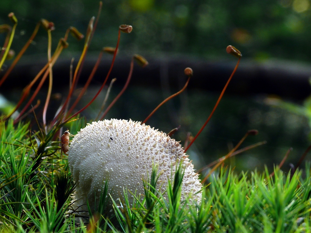 Versteckt im Moos