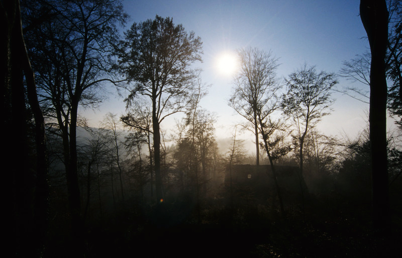 Versteckt im Nebel