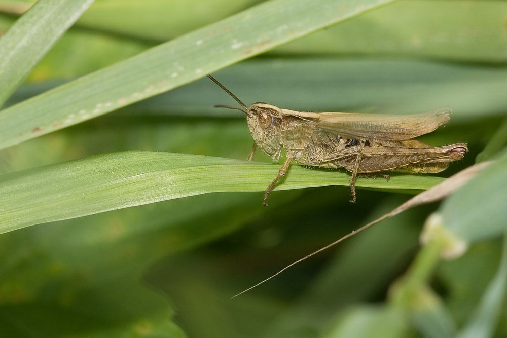 Versteckt im Rasen von Martin Beschorner 