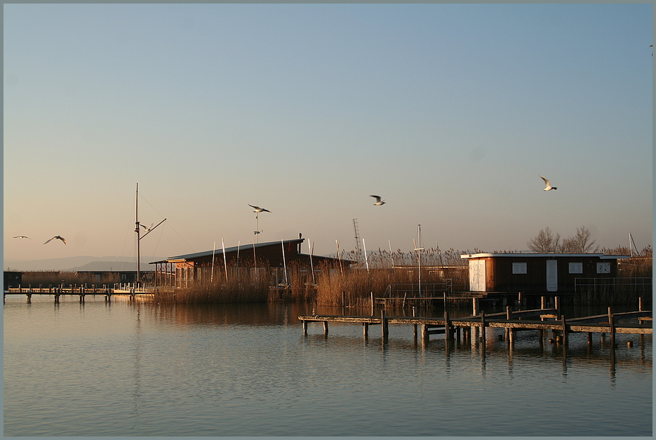 versteckt im Reed