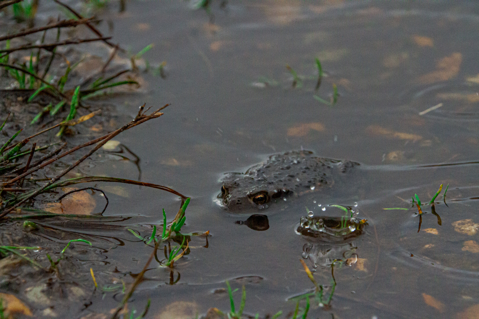 Versteckt im Regen 