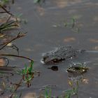 Versteckt im Regen 