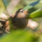 versteckt im Rhododendronbusch