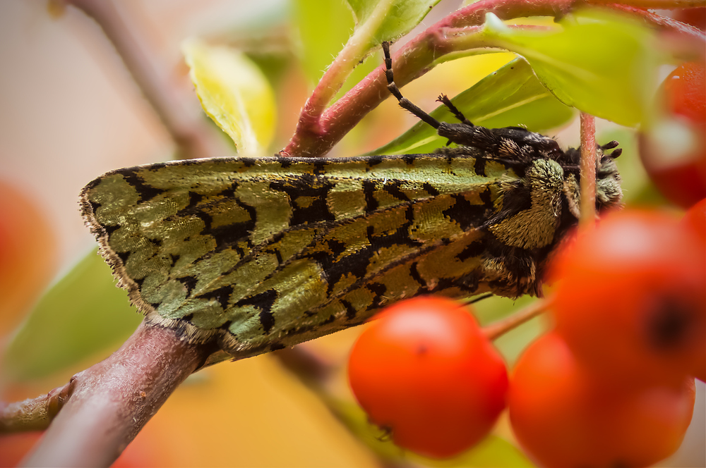 Versteckt im Sanddorn