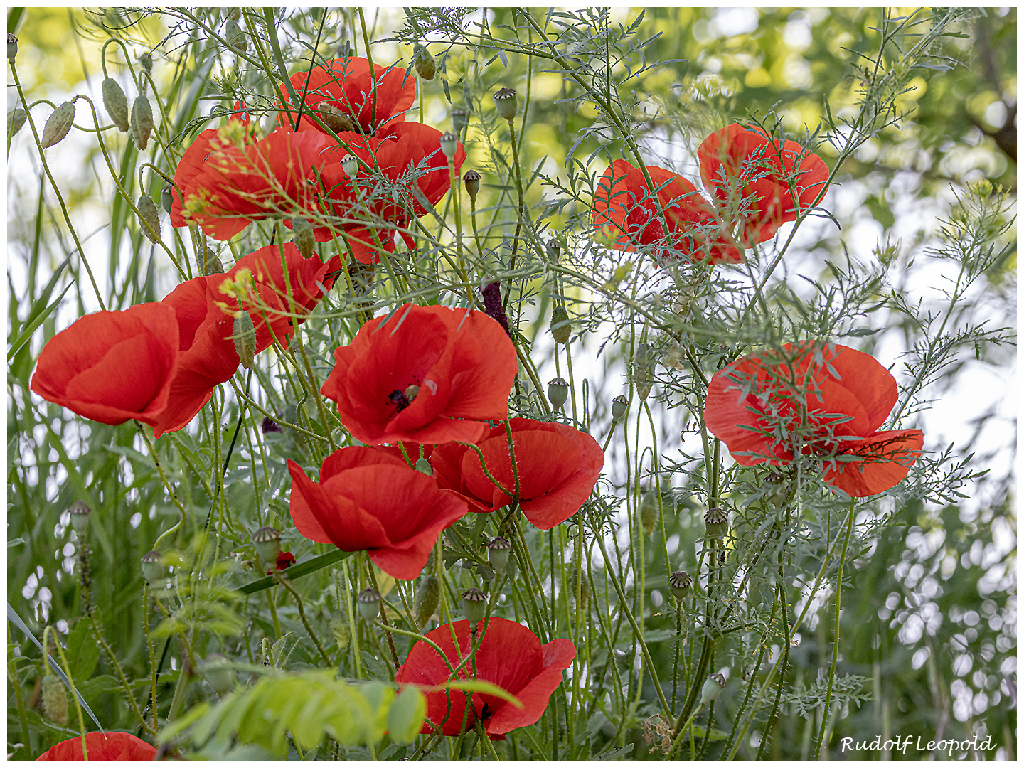 versteckt im Schatten - Klatschmohn