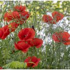 versteckt im Schatten - Klatschmohn