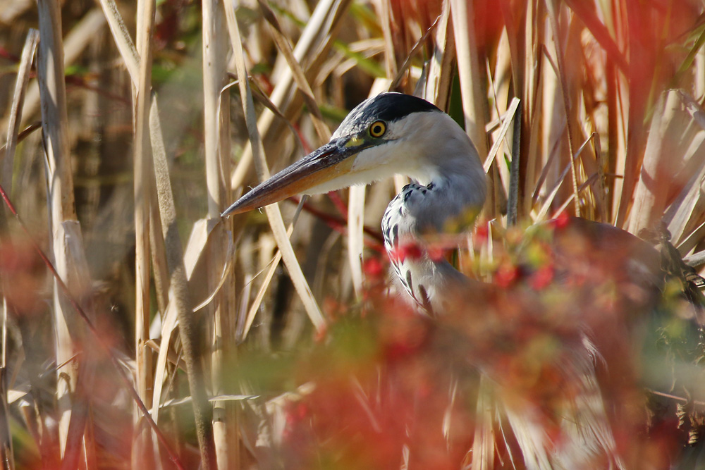 versteckt im Schilf