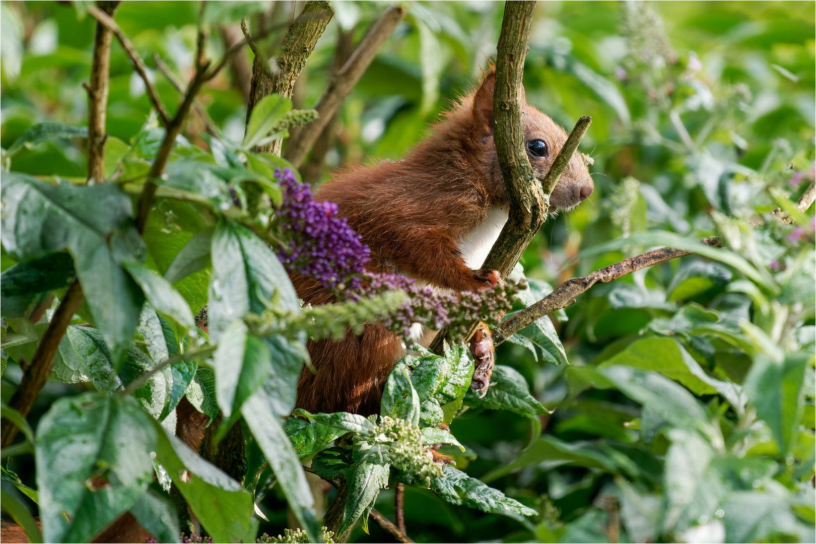 versteckt im Schmetterlingsstrauch  .....  - 2 -