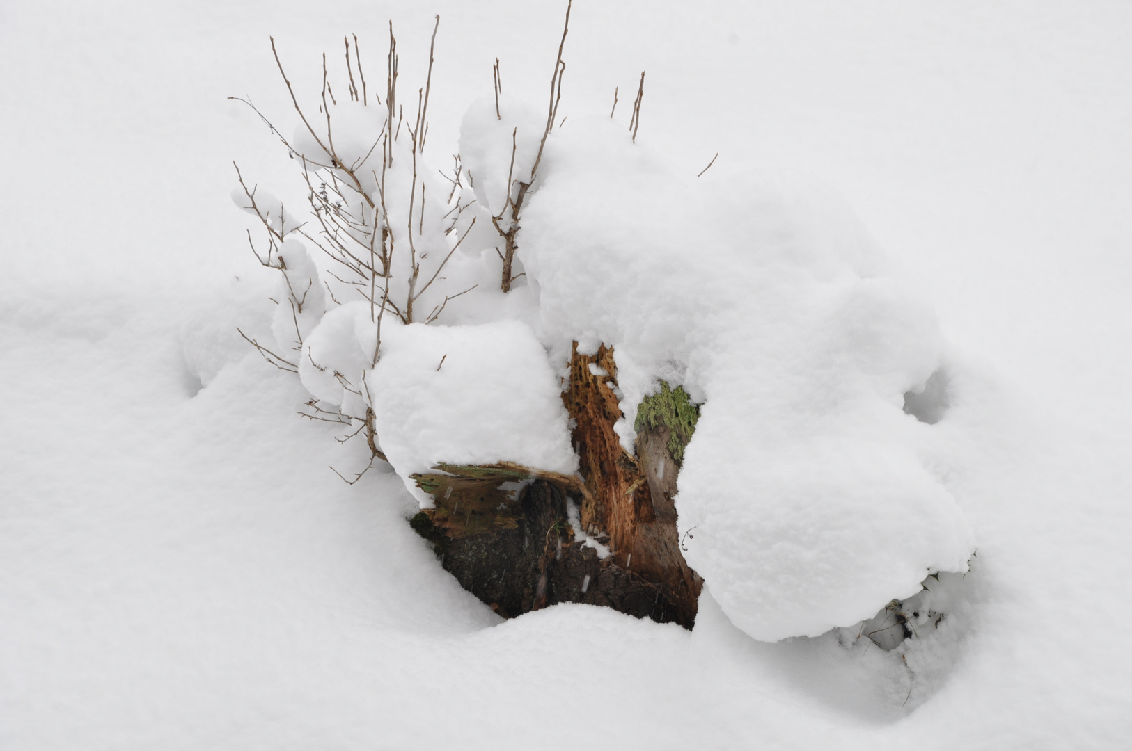 versteckt im Schnee..