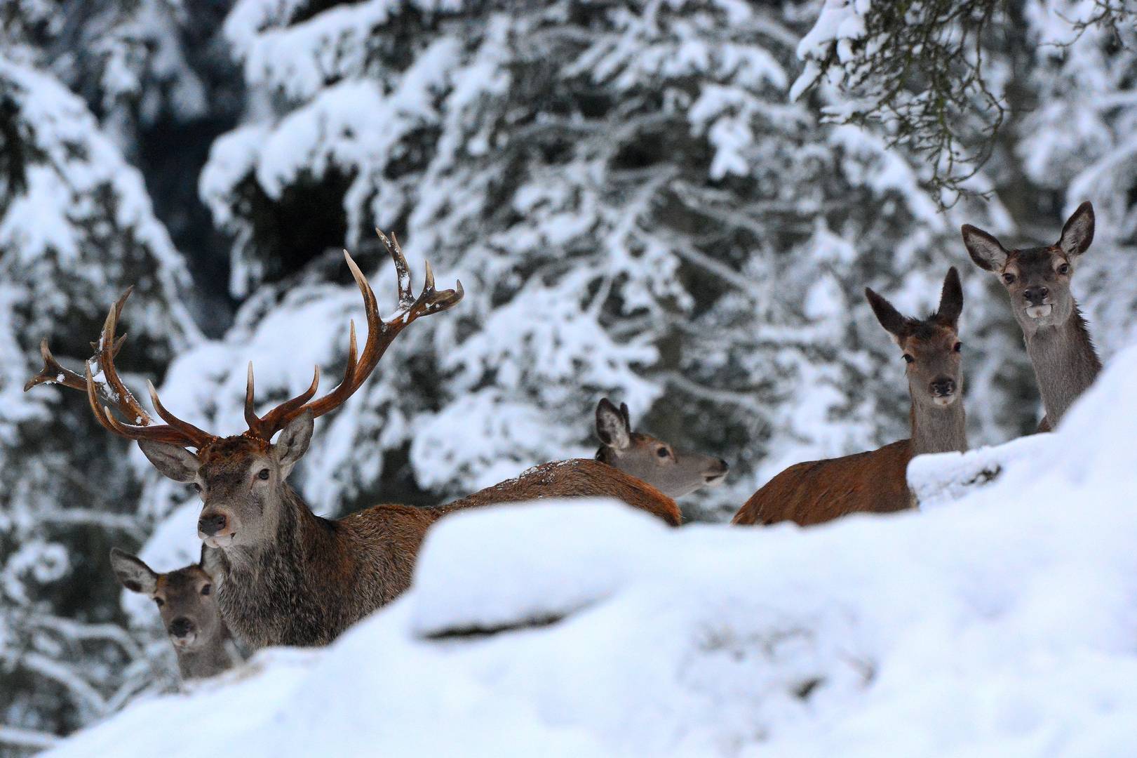 Versteckt im Schnee.....