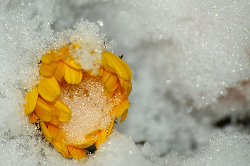 Versteckt im Schnee...