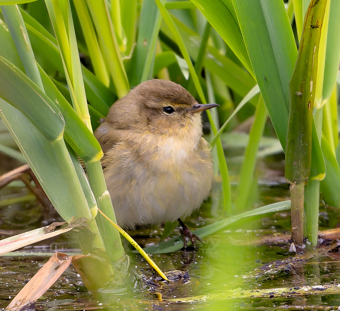 versteckt im Uferschilf