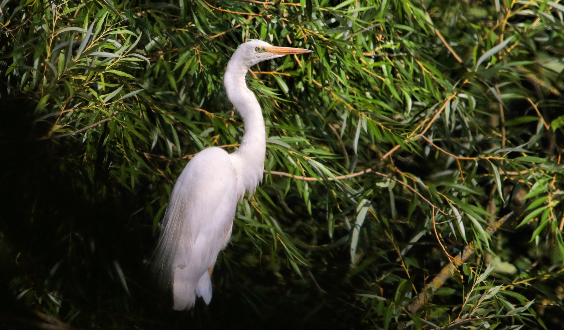 VERSTECKT IM UNTERHOLZ