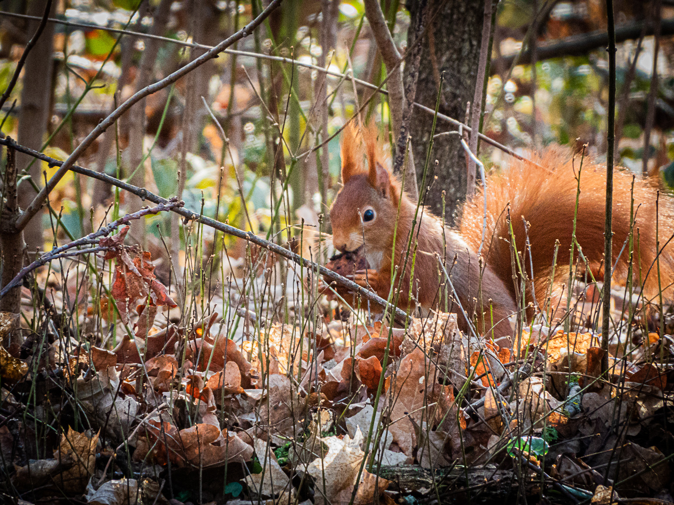 Versteckt im Unterholz