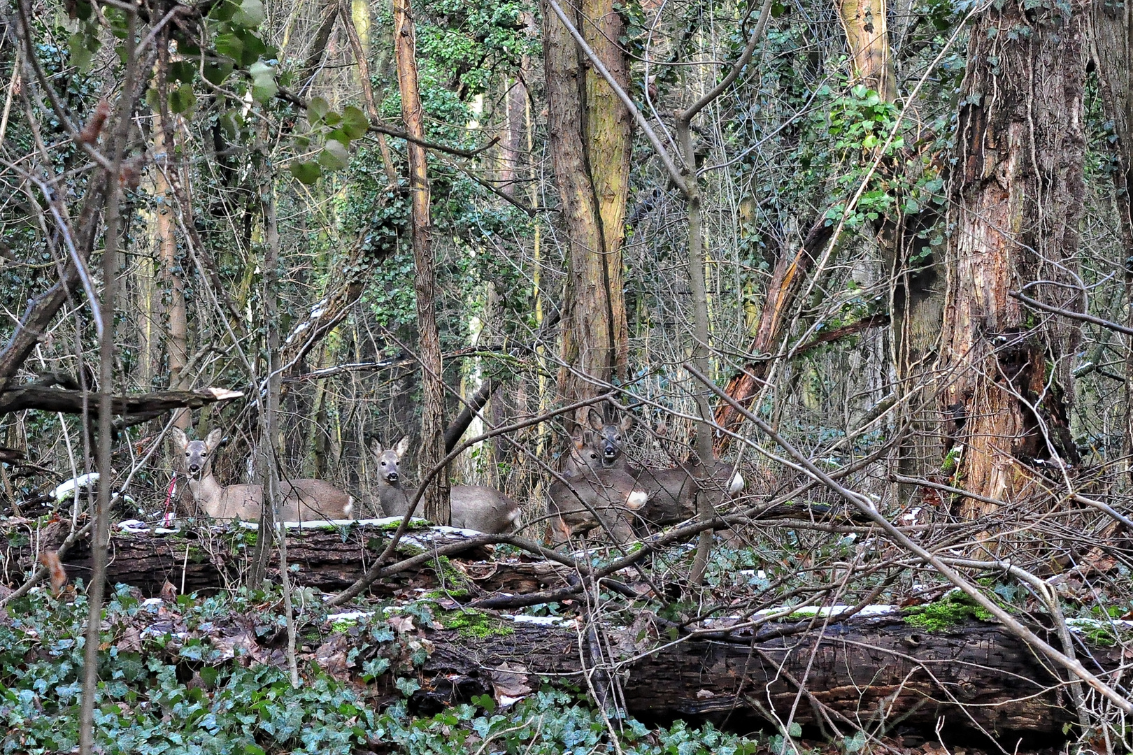 Versteckt im Unterholz....