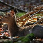 Versteckt im Unterholz: SIKANACHWUCHS