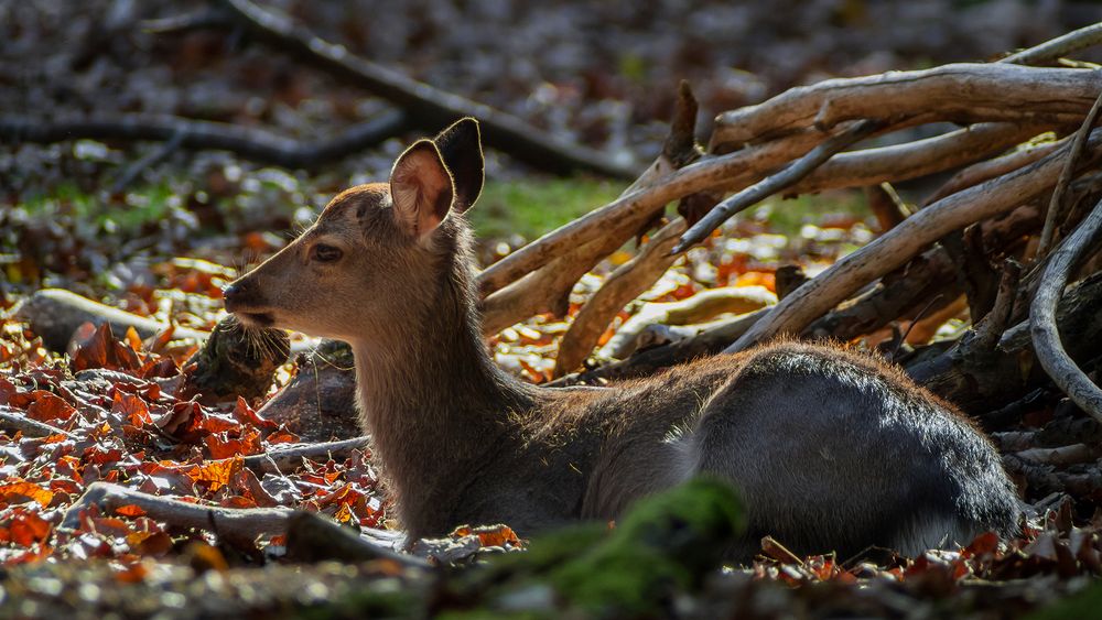 Versteckt im Unterholz: SIKANACHWUCHS