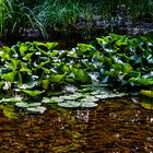 Versteckt im Wald