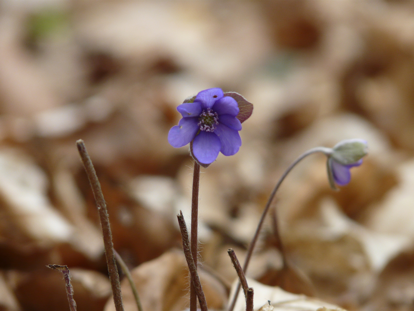 Versteckt im Wald