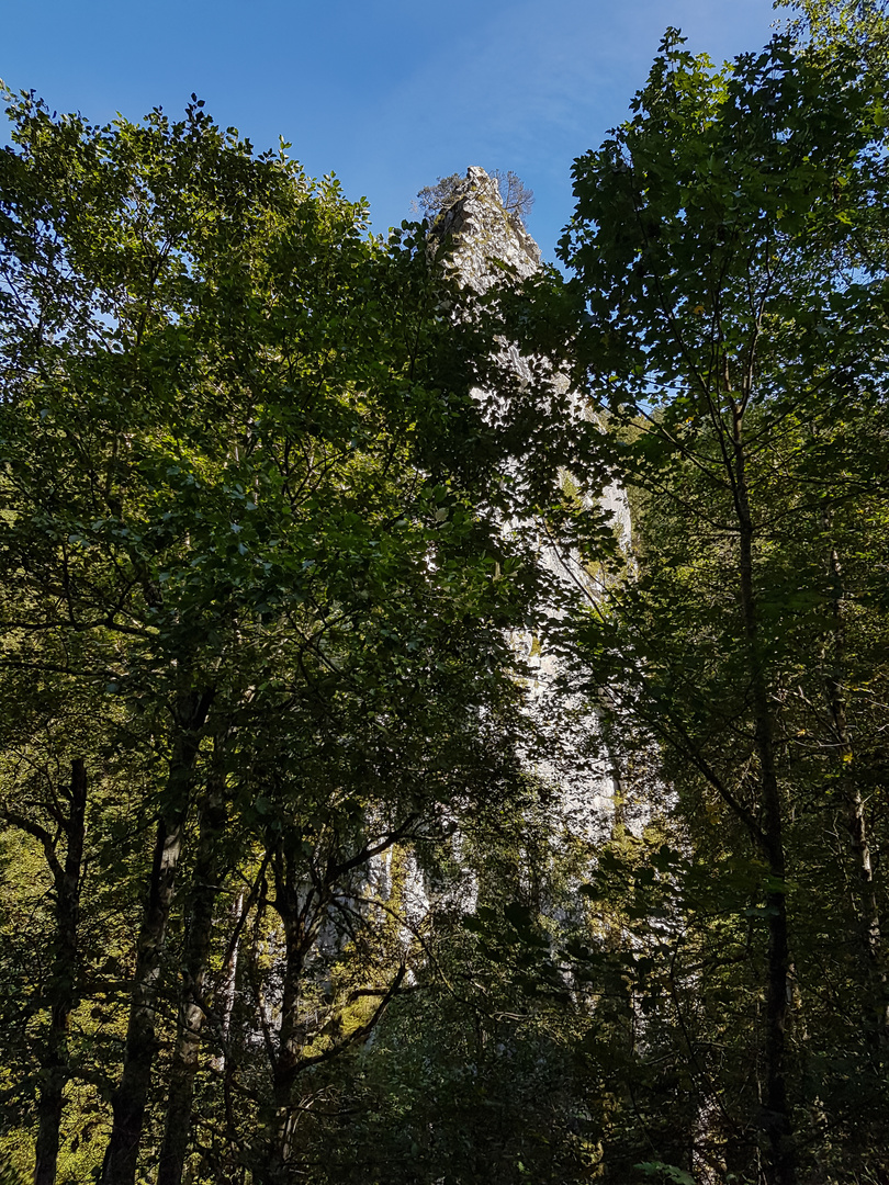 versteckt im Wald