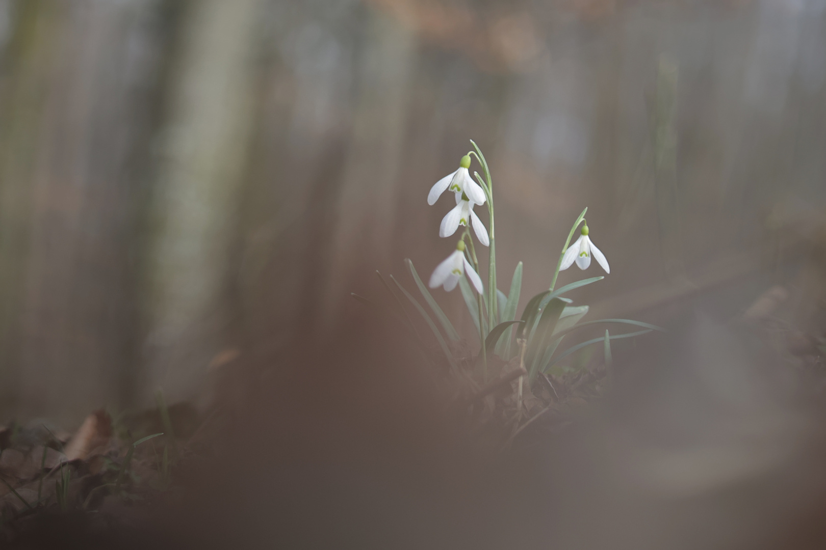 Versteckt im Wald