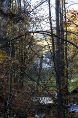 versteckt im Wald eine "Hexenhäuschen"