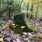 Versteckt im Wald