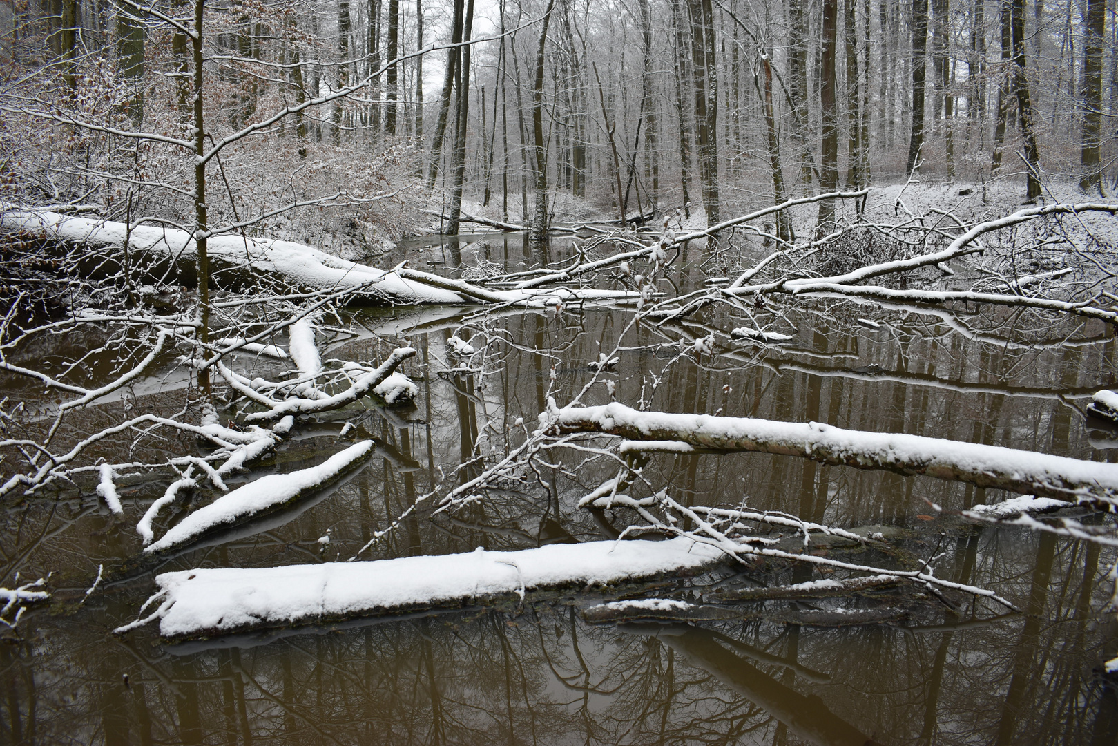 Versteckt im Wald - Spiegeltag 26.1.21