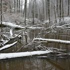 Versteckt im Wald - Spiegeltag 26.1.21