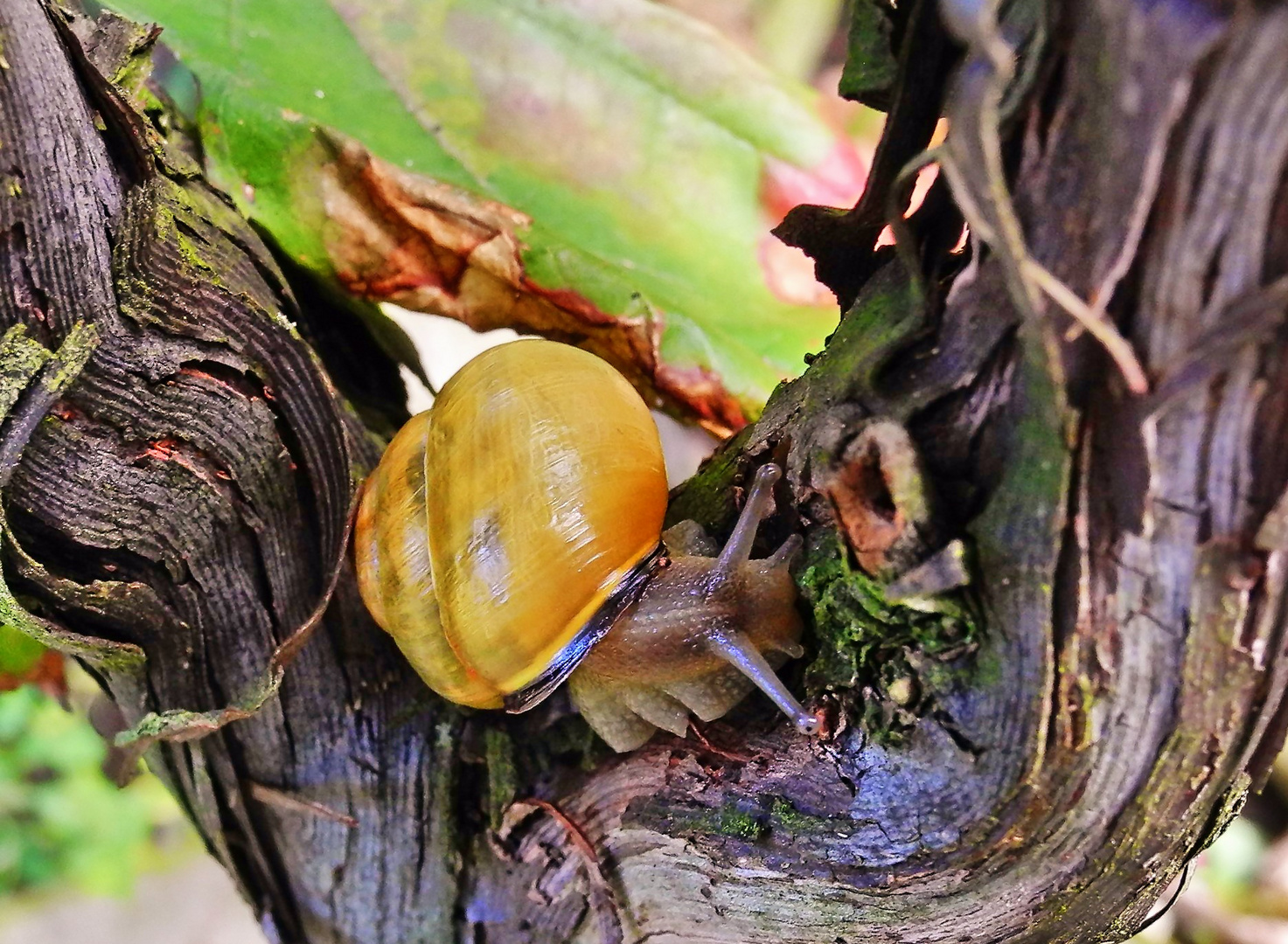 Versteckt im Weinstock