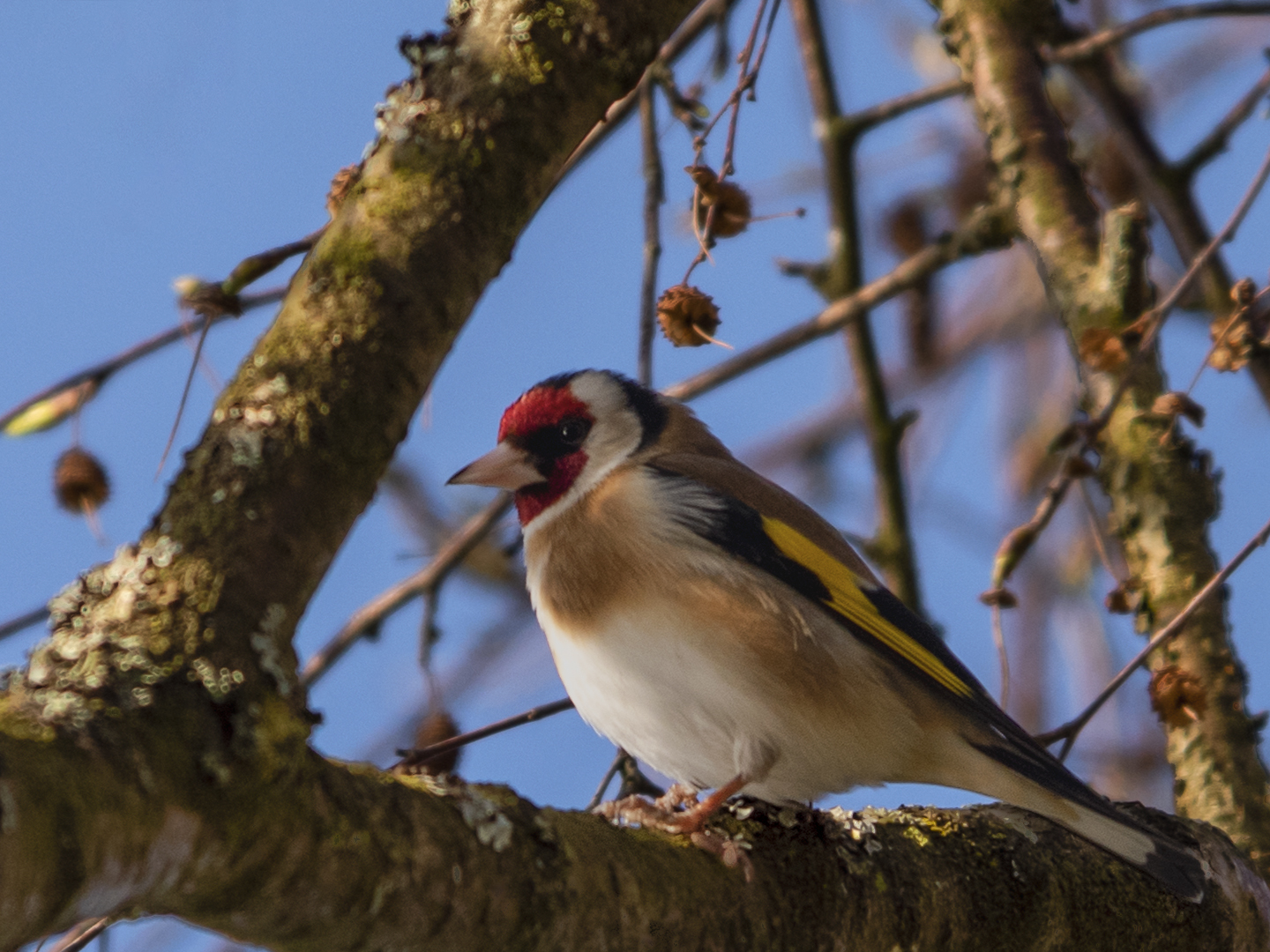 Versteckt in der Astgabel